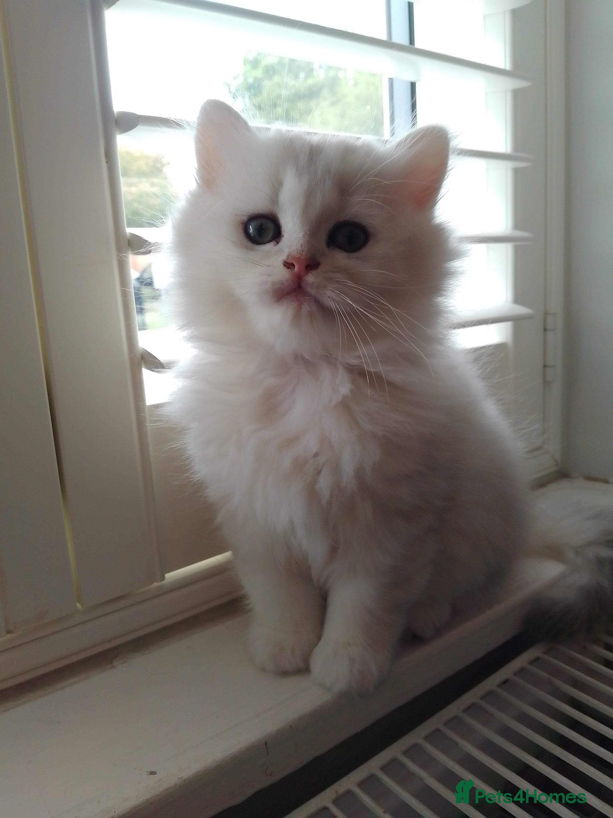 British Longhair cats British Longhair Kittens - Advert 2