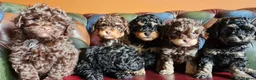 Cavapoo dogs for sale: Gorgeous f1bb Cavapoo pups. Health tested parents  - Advert 18