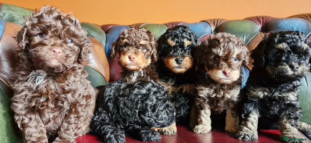 Cavapoo dogs for sale: Gorgeous f1bb Cavapoo pups. Health tested parents  - Advert 18