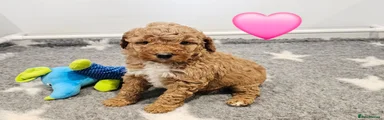 Australian Labradoodle Puppy 3
