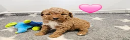 Australian Labradoodle dogs for sale: Stunning full Australian Labradoodle puppies  - Advert 7