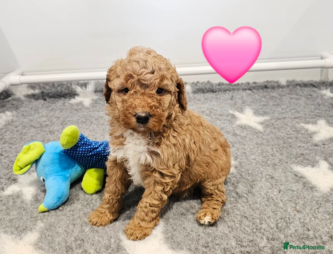 Australian Labradoodle dogs for sale: Stunning full Australian Labradoodle puppies  - Advert 7