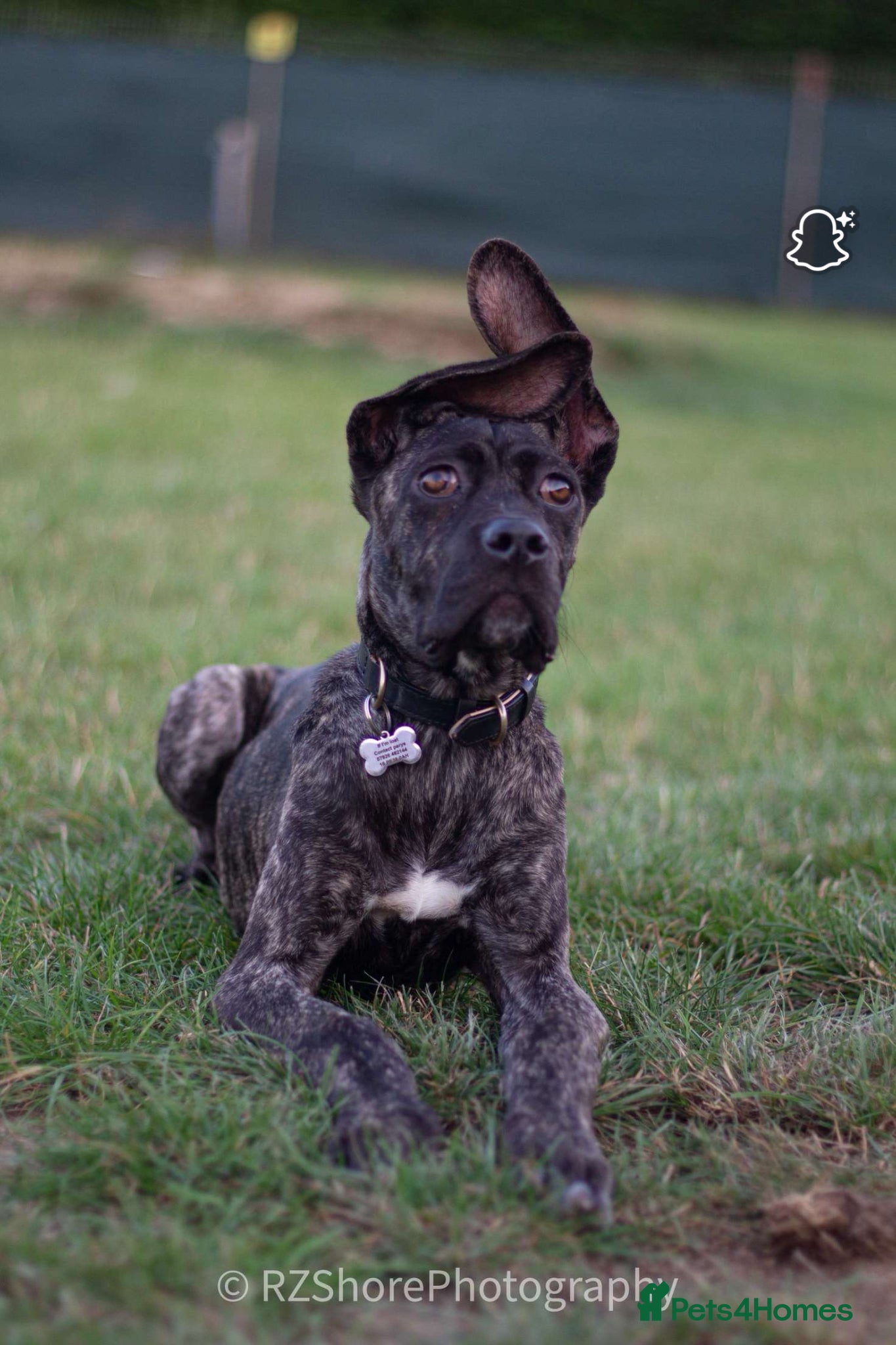 Mixed Breed dogs Female cane corso cross German shepherd  - Advert 2