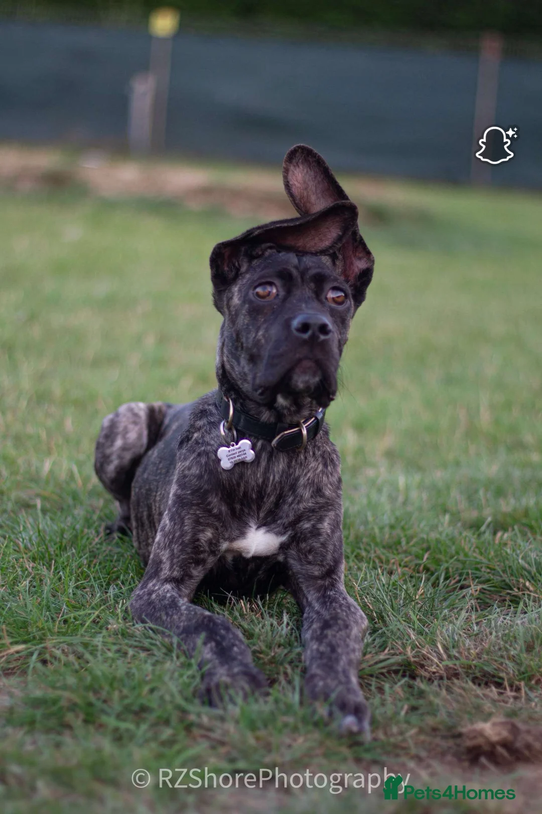 Mixed Breed dogs for sale: Female cane corso cross German shepherd  - Advert 1