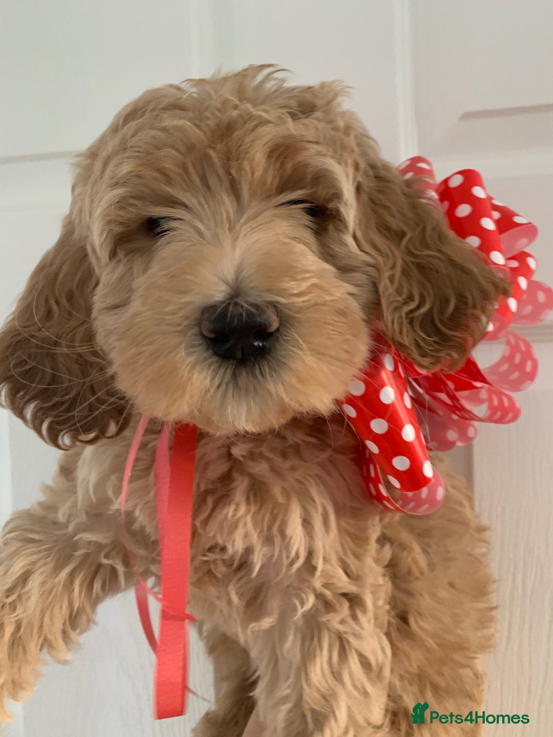 Goldendoodle dogs for sale: Multigenerational Puppies Licensed and Tested  - Image 10