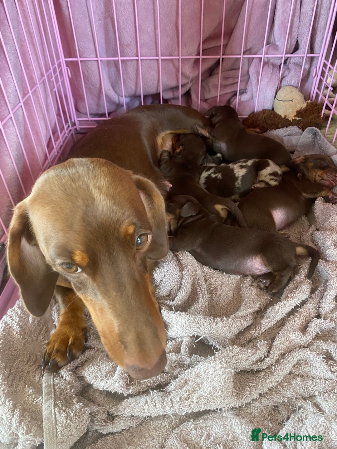 Dachshund dogs for sale: Smooth haired dachshunds for sale Tiverton devon - Image 4
