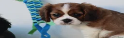 Cavalier King Charles Spaniel dogs for sale: PUG x CAVALIER puppies for sale  - Advert 12