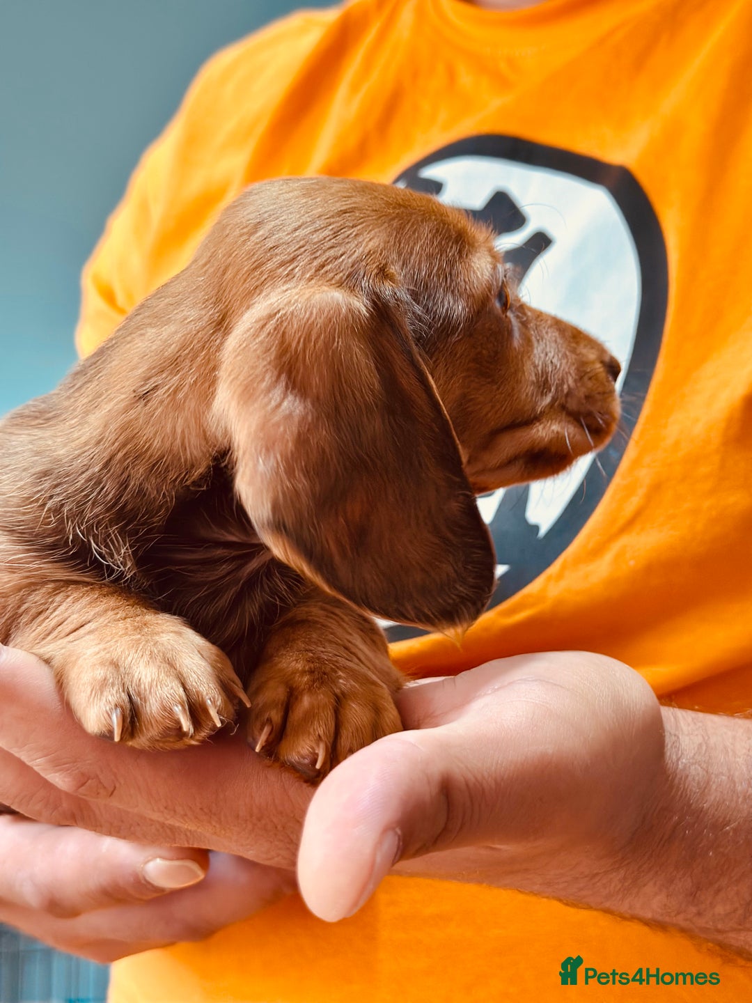 Dachshund dogs for sale: Our dwarf sausages are looking for a family🙃 - Image 2