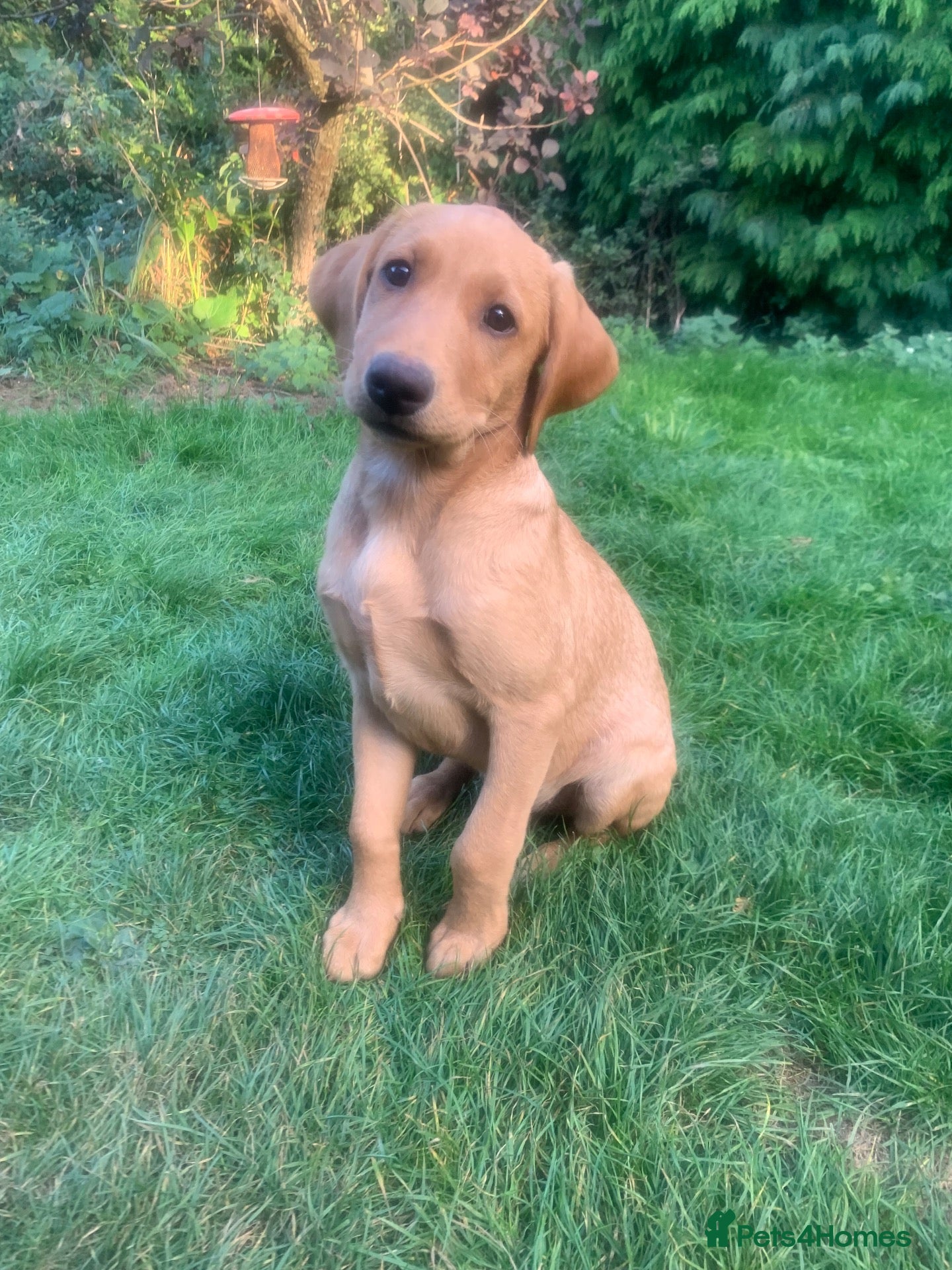Labrador Retriever dogs Stunning KC Labrador / 1 boy available 🐾 - Advert 9
