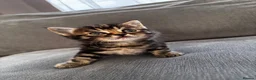 Mixed Breed cats for sale: Lovely Kittens  - Advert 2