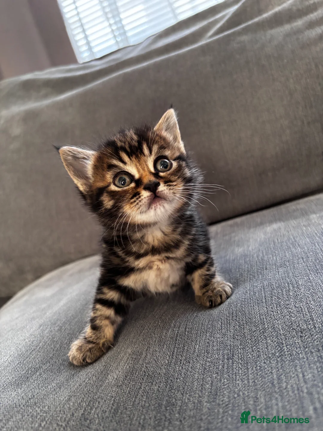 Mixed Breed cats for sale: Lovely Kittens  - Advert 2