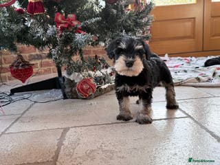 Miniature Schnauzer dogs 🌟Adorable Miniature Schnauzers Puppys 🌟 - Advert 5