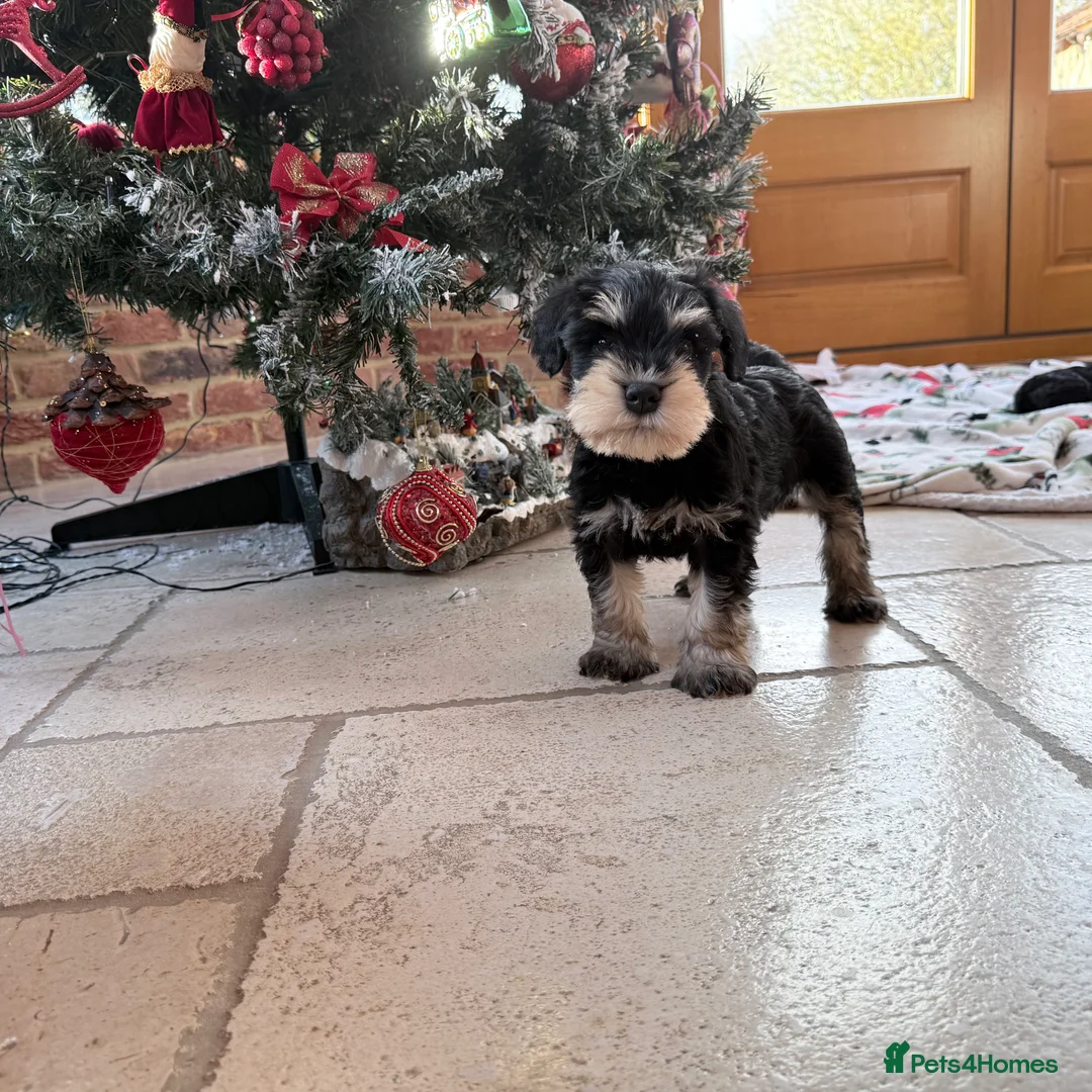 Miniature Schnauzer dogs for sale: 🌟Adorable Miniature Schnauzers Puppys 🌟 - Advert 1