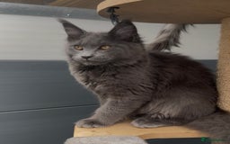 Maine Coon cats for sale: XL maine coon kittens Russia bloodlines Ready Now - Image 5