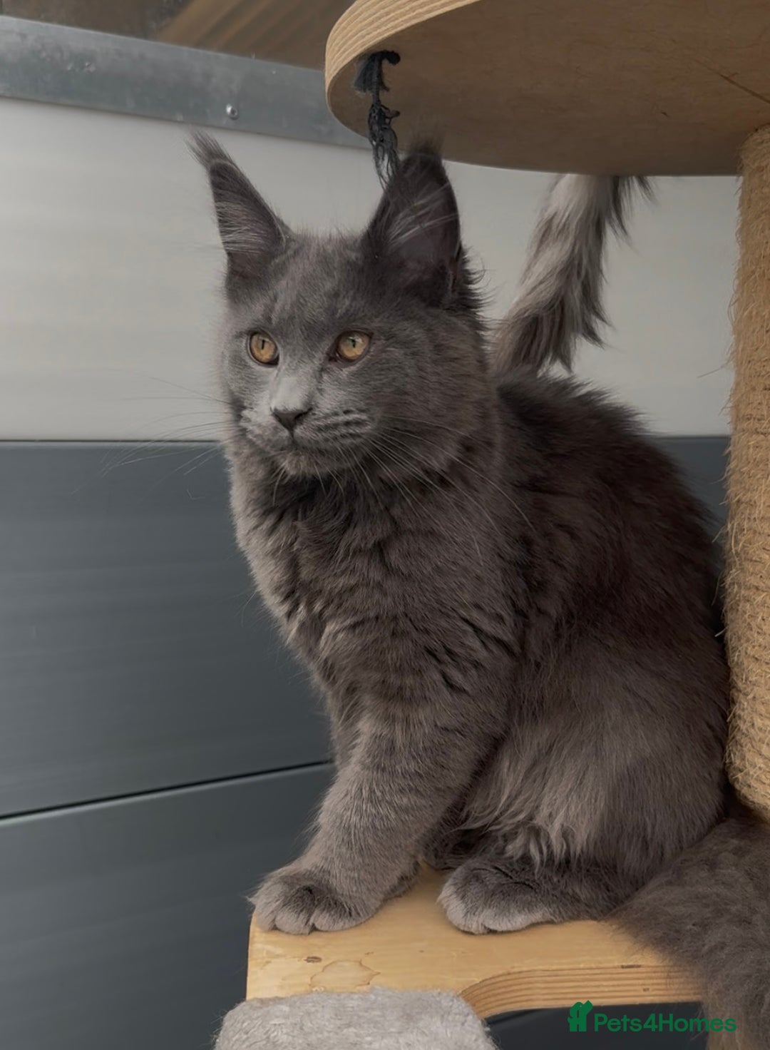 Maine Coon cats for sale: XL maine coon kittens Russia bloodlines Ready Now - Image 5