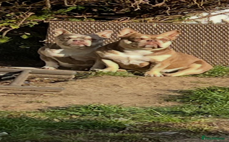 Mixed Breed dogs - Advert 1