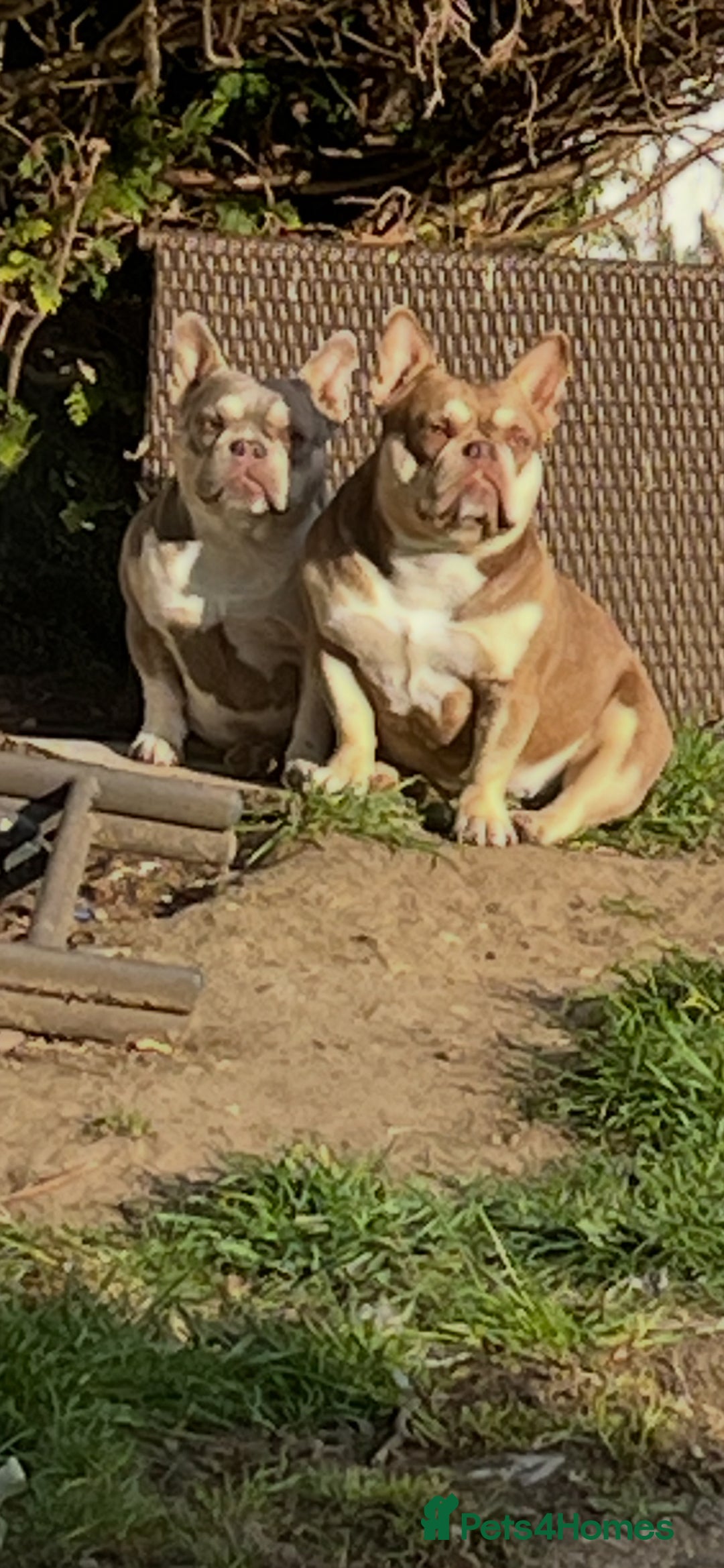 Mixed Breed dogs for sale: 2 micro bullys  - Image 1