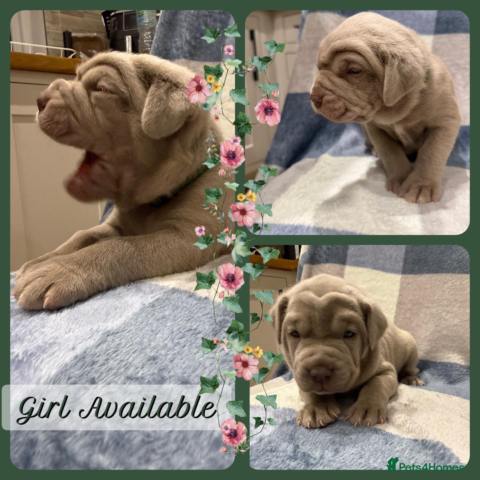 Mastiff dogs Neapolitan x Cane Corso Mix - Advert 5