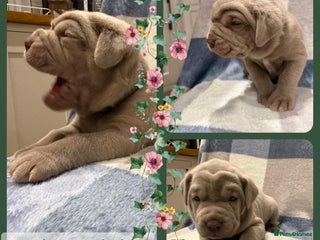 Mastiff dogs Neapolitan x Cane Corso Mix - Advert 16