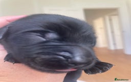 Flat coated Retriever dogs for sale: Flat coat Retriever Puppies for sale - Image 3