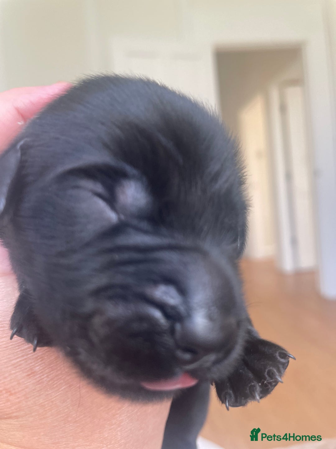 Flat coated Retriever dogs for sale: Flat coat Retriever Puppies for sale - Image 3