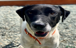 Pointer dogs for adoption: Flynn - Loyal boy seeks 3rd (and final) home! - Image 3