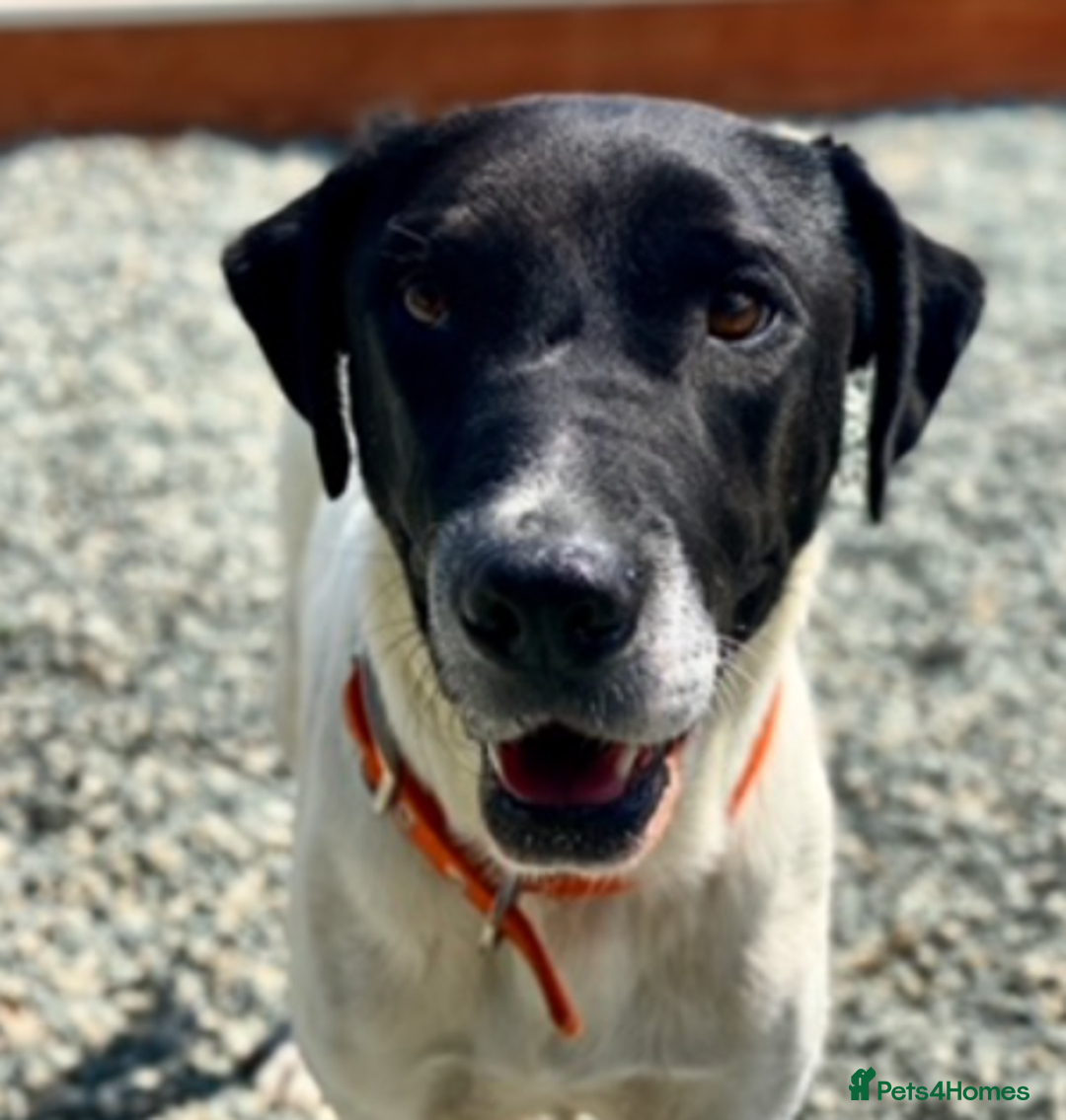Pointer dogs for adoption: Flynn - Loyal boy seeks 3rd (and final) home! - Image 3