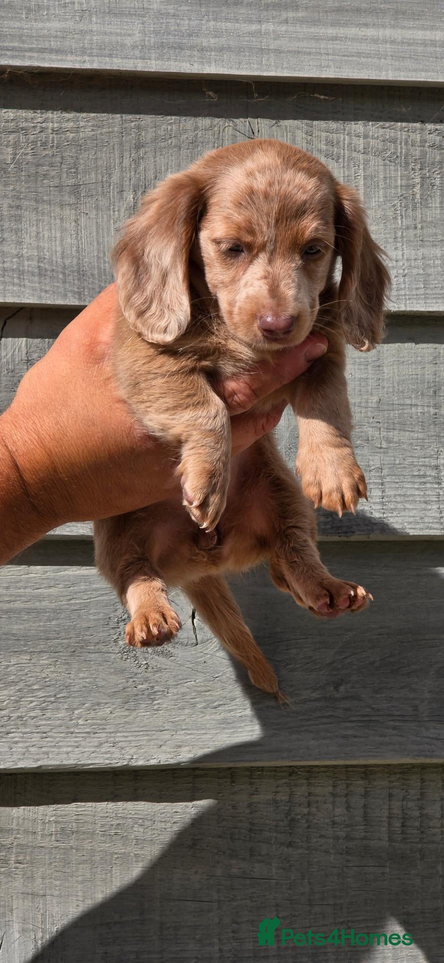 Miniature Dachshund dogs Long haired miniature dachshunds - Advert 17