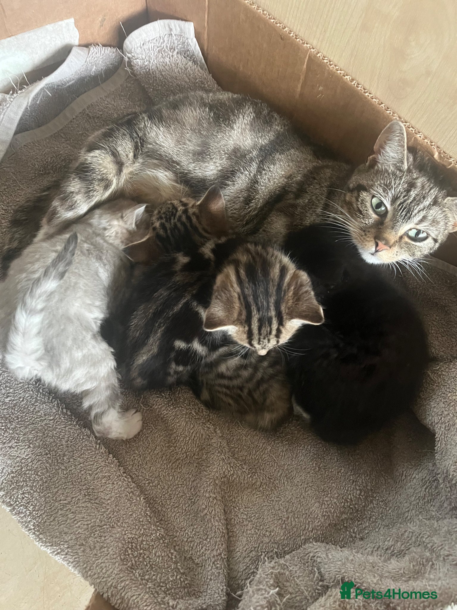 Domestic Shorthair cats 3 adorable kittens looking for their forever homes - Advert 3