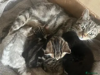Domestic Shorthair cats 3 adorable kittens looking for their forever homes - Advert 7