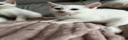 Turkish Angora cats for sale: ✨️🌸Stunning Turkish Angora Females✨️🌸 in Birmingham - Advert 10