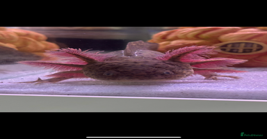 Axolotl reptiles - Advert 16