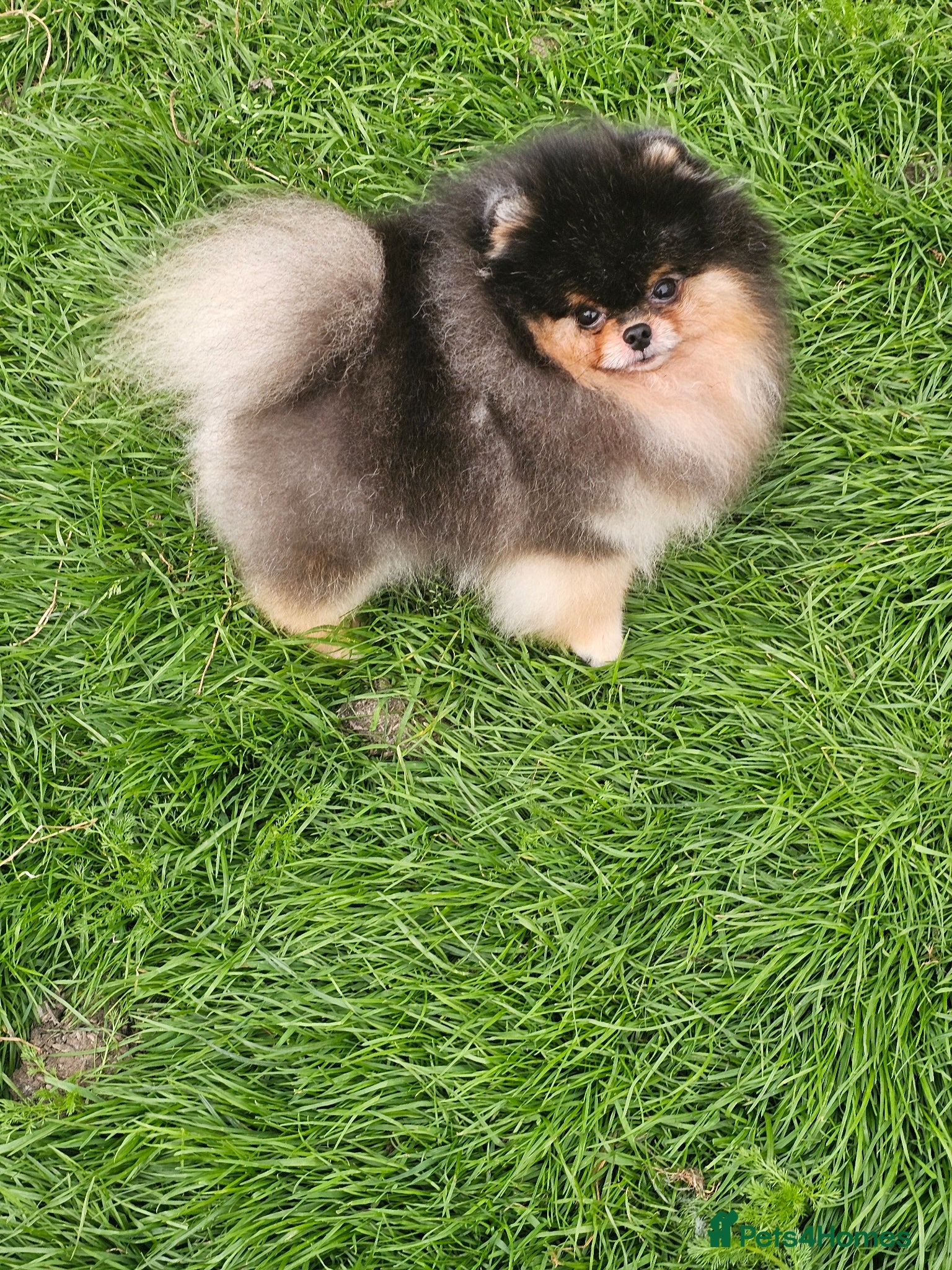 Pomeranian dogs for sale: Pom puppies - Advert 9