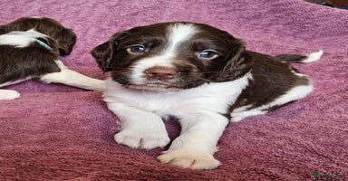 English Springer Spaniel dogs - Advert 10