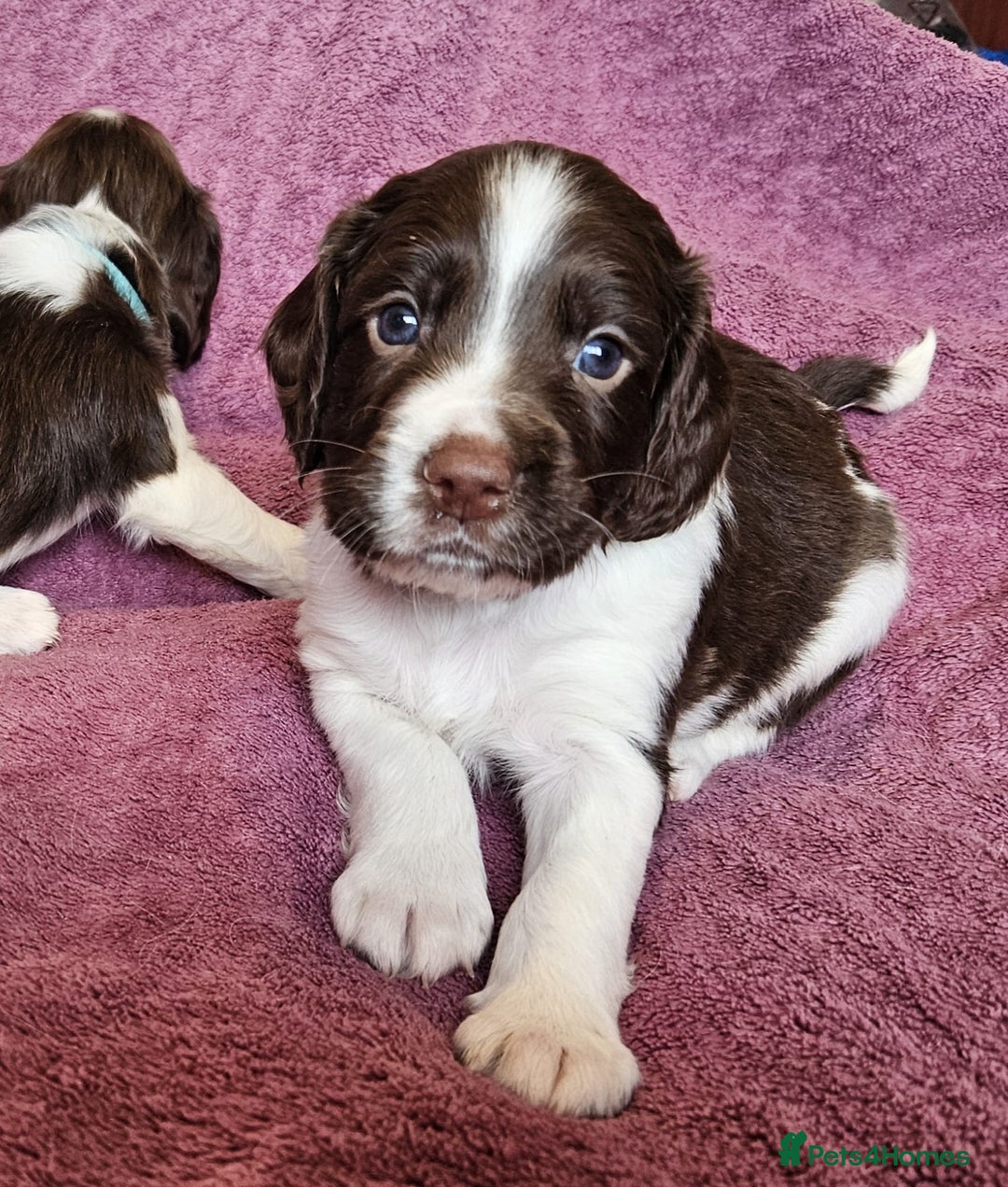 English Springer Spaniel dogs for sale: Mr Blue is looking for his furever home - Image 2