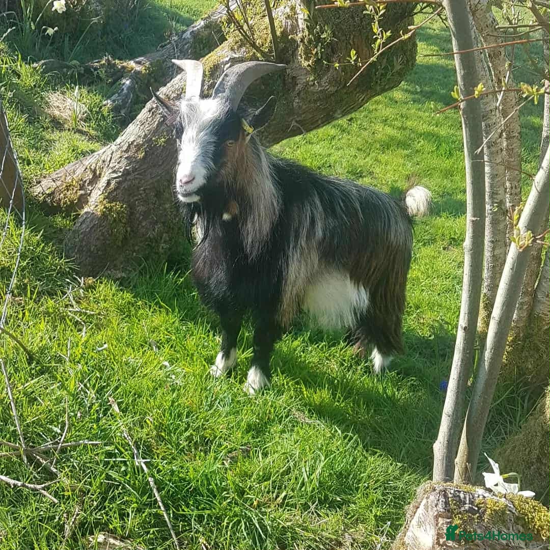 Goats livestock for sale: Pygmy billy goat  - Image 1