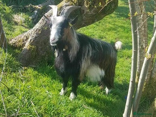 Goats livestock - Advert 1