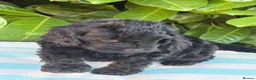 Cockapoo dogs for sale: Cockapoo males and females  - Advert 21