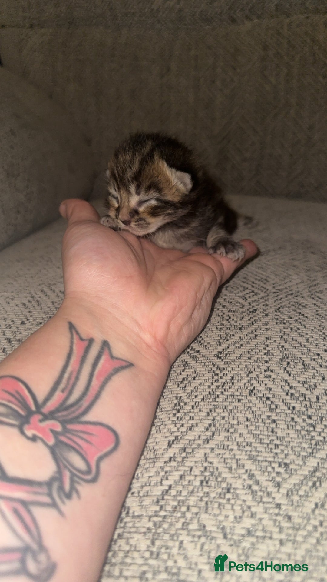 Mixed Breed cats for sale: 4 beautiful kittens  - Advert 2