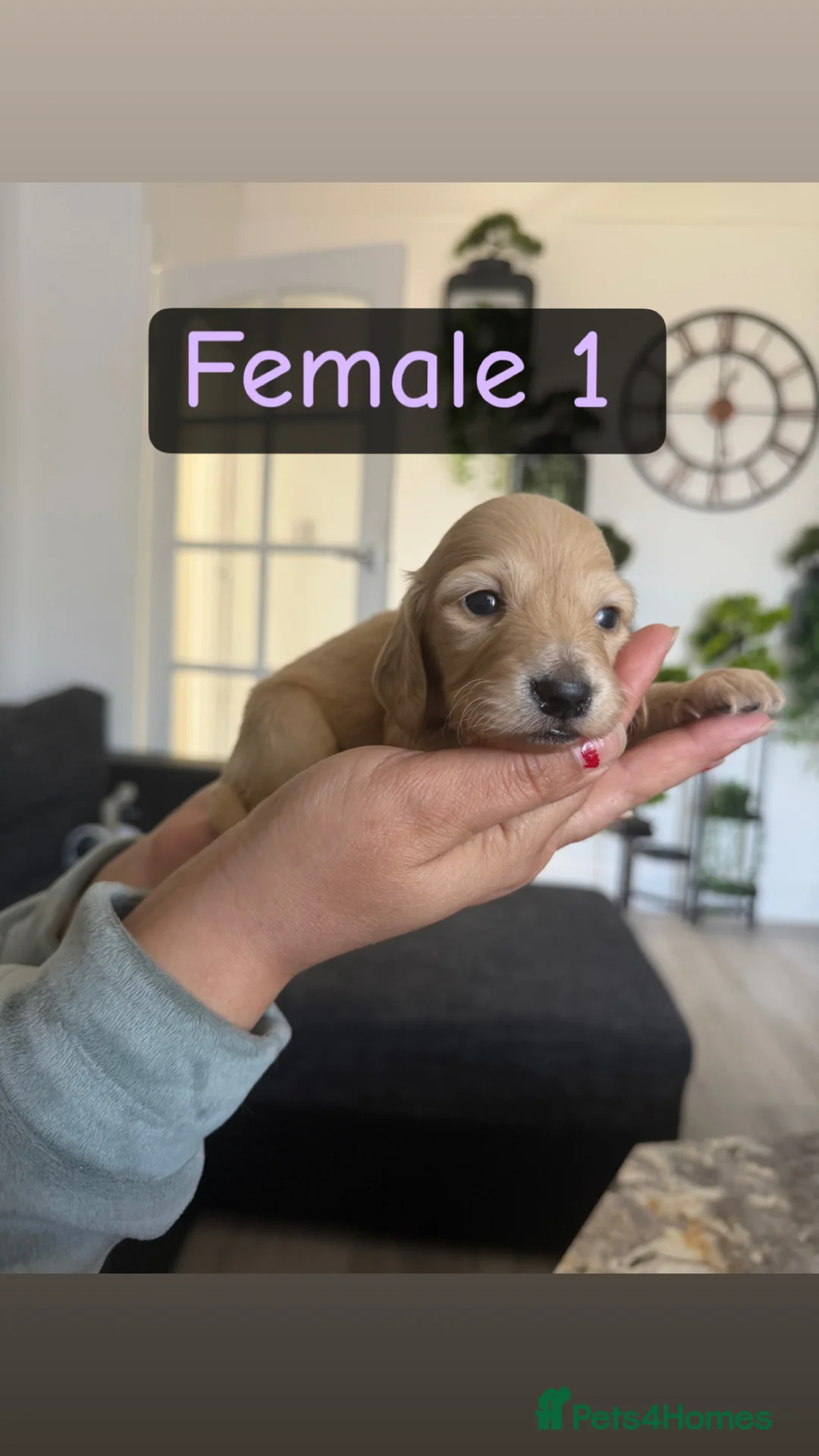 Miniature Dachshund dogs for sale: 6 miniature long haired cream dachshund puppies - Advert 11