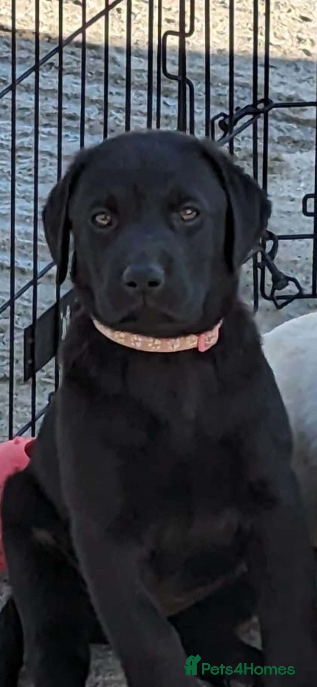 Labrador Retriever dogs for sale: KC Labrador puppies #READY TO LEAVE# - Image 10