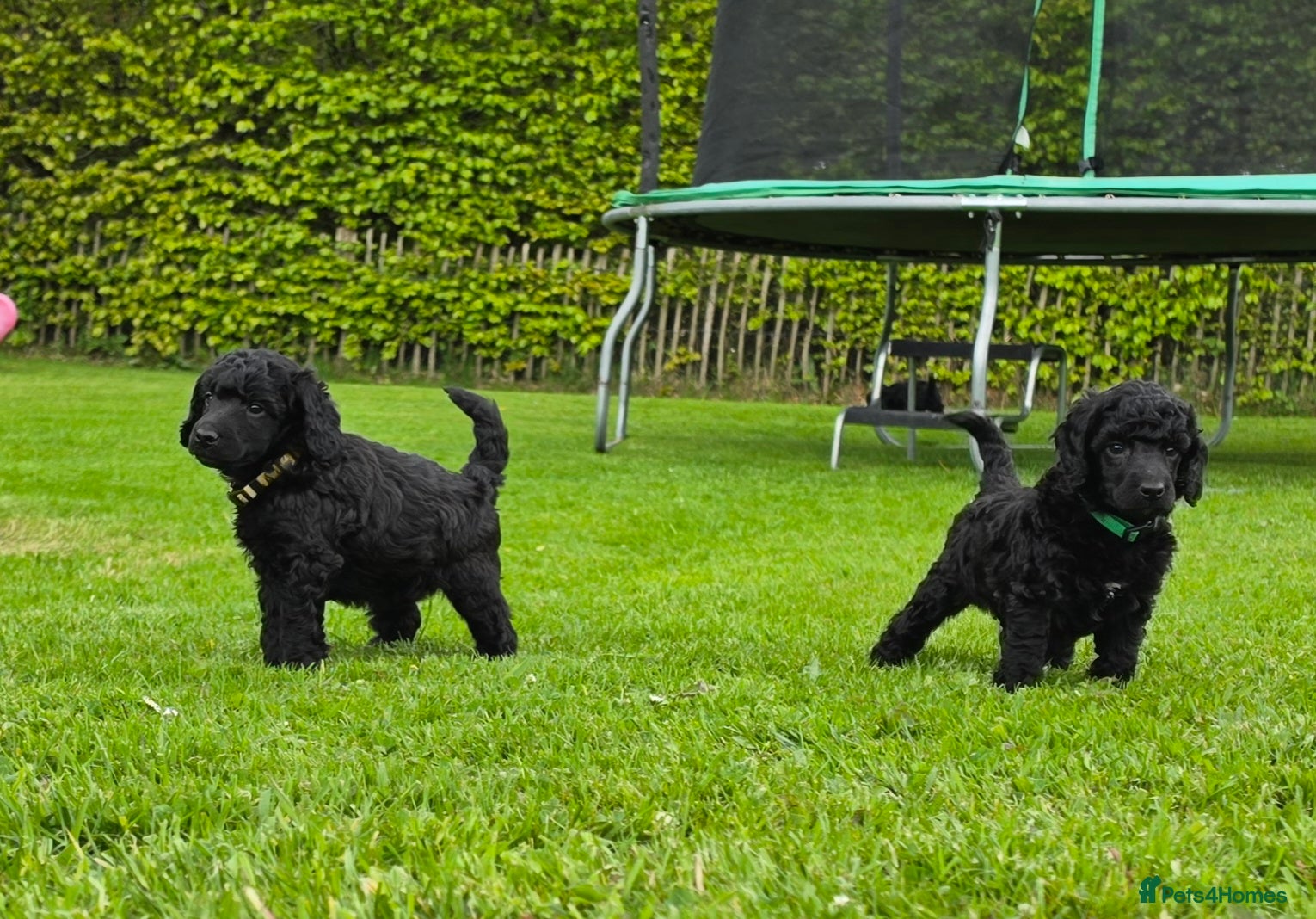 Poodle dogs Exceptional health tested Moyen Poodles  - Advert 2