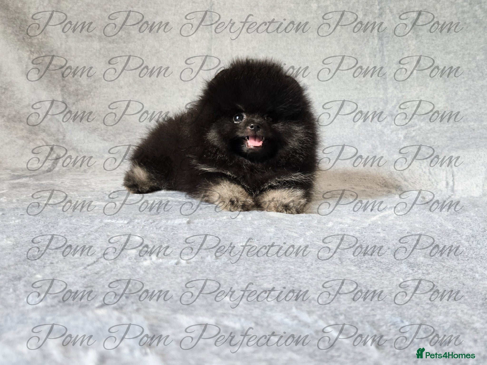 Pomeranian dogs Teddy Bear Pomeranian Puppies  - Advert 1