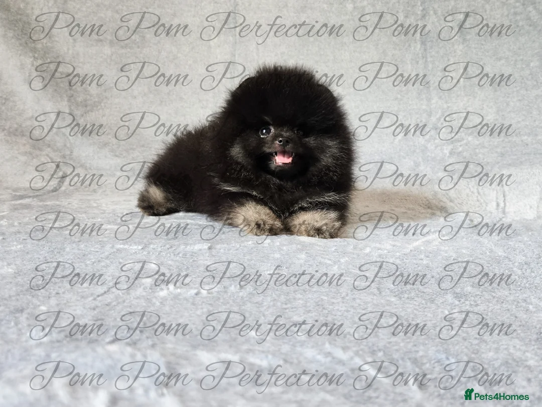 Pomeranian dogs for sale: Teddy Bear Pomeranian Puppies  - Advert 1
