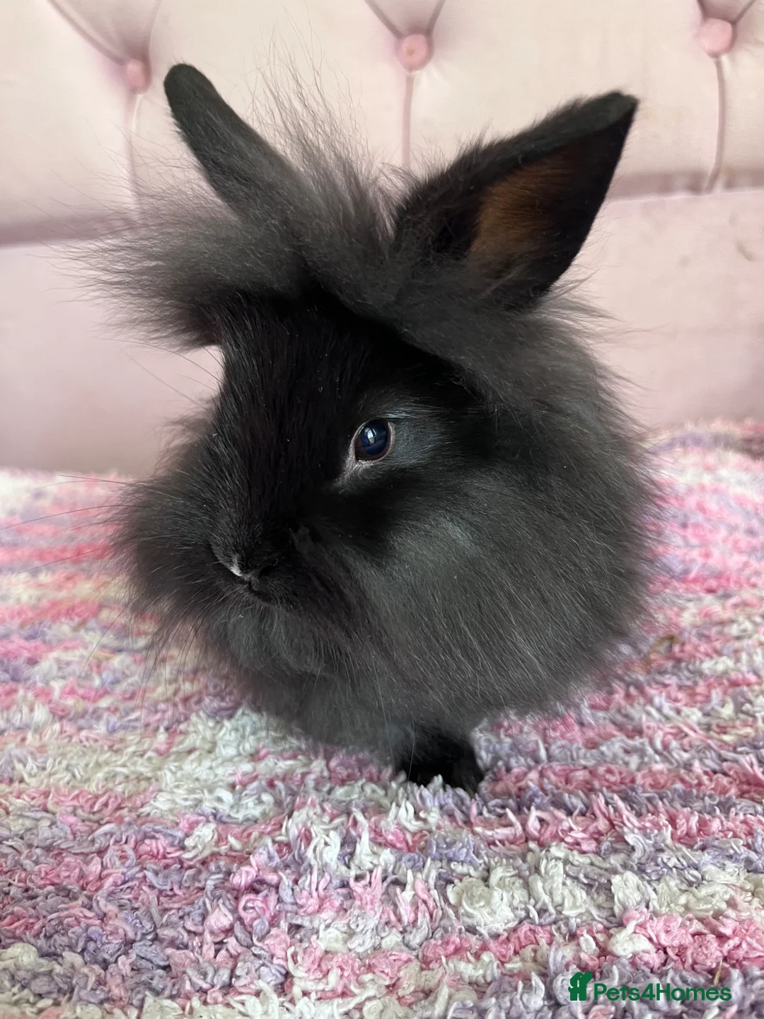 Lionhead rabbits for sale: 6 lionheads READY NOW!! - Advert 6