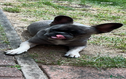 French Bulldog dogs for sale: French bulldog  - Image 3
