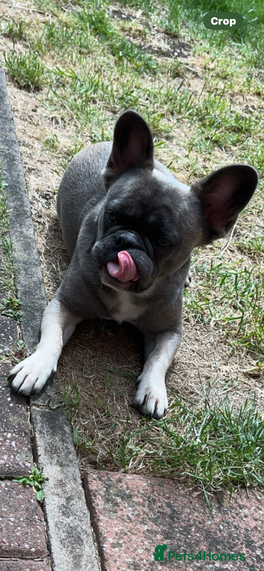 French Bulldog dogs for sale: French bulldog  - Image 3