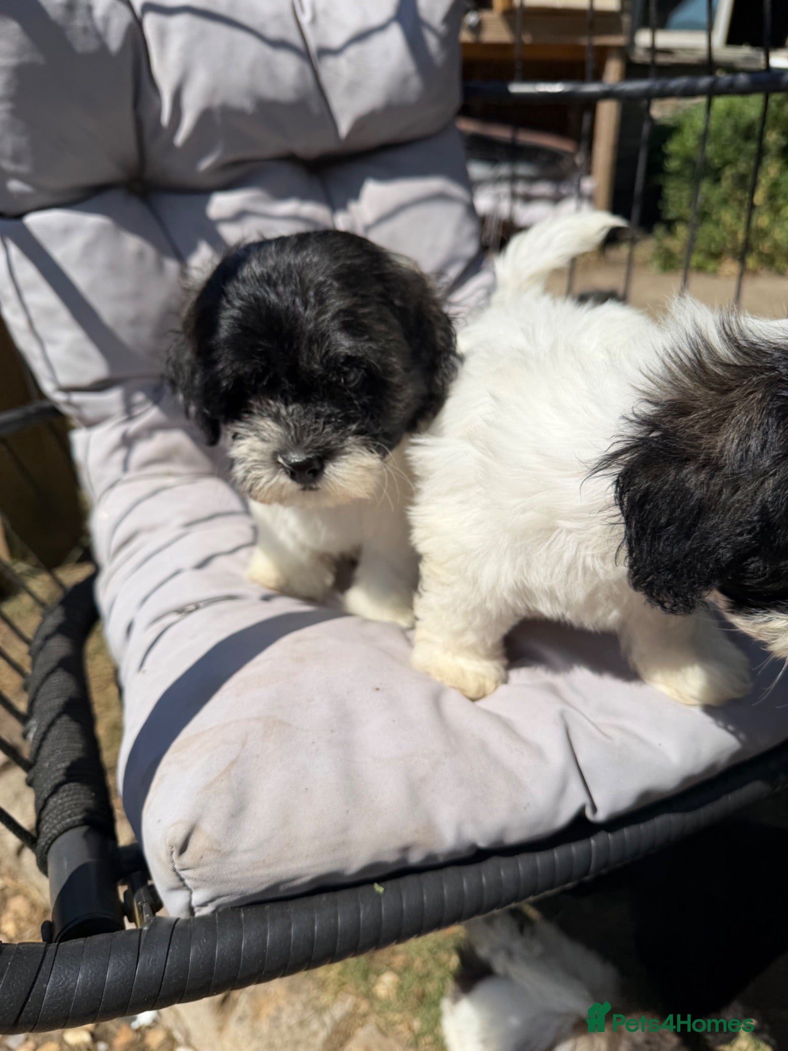 Mixed Breed dogs for sale: Ready to leave Toy poodle mixed breed puppies  - Advert 1