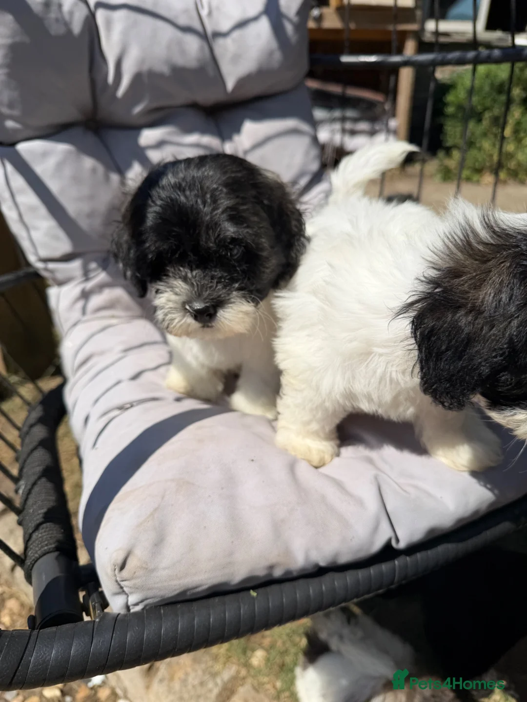 Mixed Breed dogs for sale: Ready to leave Toy poodle mixed breed puppies  - Advert 1