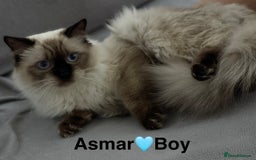 Ragdoll cats for sale: 7 ragdoll cats & kittens  - Image 12